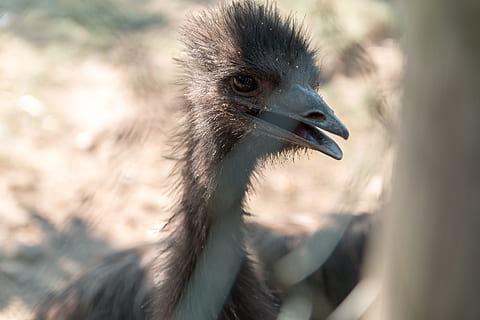 portrait, emu bird, zoo, bird, animal wildlife, animals in the wild, one animal, vertebrate, ostrich, beak, animal body part, focus on foreground, close-up, nature, no people, looking, outdoors, day, selective focus, profile view, animal neck, animal eye, 4K, CC0, public domain, royalty free