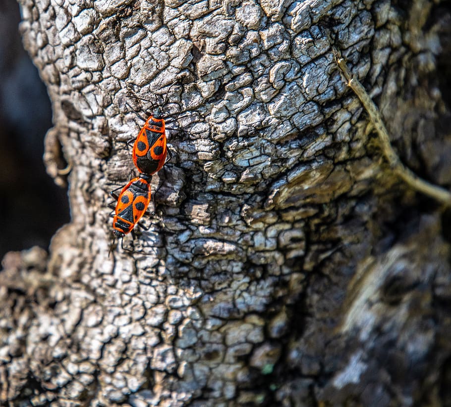 errors de foc, errors, error de foc, primer pla, insecte, vermell, animal, gatejar, món animal, temes d'animals, fauna animal, animals a la natura, un animal, invertebrat, tronc de l'arbre, dia, tronc, arbre, cap gent, enfocament selectiu, naturalesa, textura, a l'aire lliure, color taronja, planta, escarabat, 4K