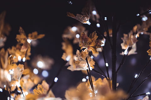 Blatt, Pflanze, Baum, Ahornblatt, Nahansicht, Bokeh, Beleuchtung, hd, Blätter, Dekoration, fallen, 4k, Hintergrund, Tapete, Hotel, Deko, dunkel, Nacht-, Ahorn, Fokus auf den Vordergrund, beleuchtet, keine Leute, draußen, Natur, Schönheit in der Natur, Pflanzenteil, selektiver Fokus, Ruhe, Wachstum, Tierwelt, Zerbrechlichkeit, Verletzlichkeit, Lichtanlage, Herbst, 5K, CC0, gemeinfrei, lizenzfrei