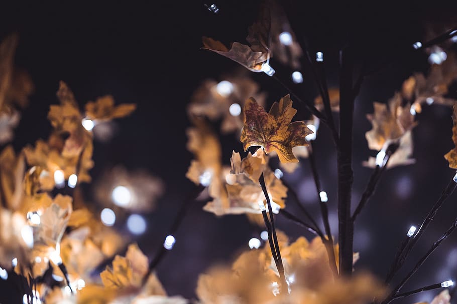Blatt, Pflanze, Baum, Ahornblatt, Nahansicht, Bokeh, Beleuchtung, hd, Blätter, Dekoration, fallen, 4k, Hintergrund, Tapete, Hotel, Deko, dunkel, Nacht-, Ahorn, Fokus auf den Vordergrund, beleuchtet, keine Leute, draußen, Natur, Schönheit in der Natur, Pflanzenteil, selektiver Fokus, Ruhe, Wachstum, Tierwelt, Zerbrechlichkeit, Verletzlichkeit, Lichtanlage, Herbst, 5K