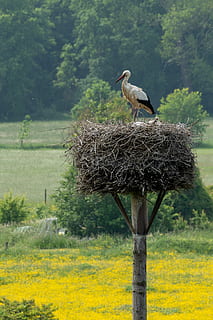 barză, cuib, pasăre, berze, animale tematice, animale vertebrate, plantă, animal, animale sălbatice, animale în sălbăticie, stinghie, copac, nici o persoana, zi, natură, un animal, să se concentreze asupra primelor elemente, galben, camp, cuib de animale, teren, alb de barză, în aer liber, post de lemn, 2K, CC0, domeniu public, fără drepturi de autor