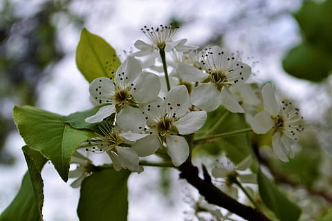arbre, flor, blanc, primavera, temporada, florint, jardí, color, decoratiu, estiu, floral, botànic, pètals, margarida, rosa, naturalesa, florir, cor, colorit, prat, planta, planta amb flors, creixement, fragilitat, frescor, bellesa a la natura, vulnerabilitat, primer pla, arbre fruiter, branca, pol·len, pètal, cap de flor, dia, enfocament selectiu, cap gent, a l'aire lliure, flor de cirerer, cirerer, 4K, CC0, domini públic, lliure de regalies