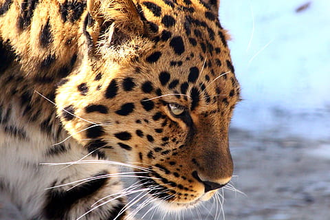 leopard, den fjerne østlige leopard, rovdyr, vild kat, farligt, dyr, panthera pardus orientalis, amur leopard, natur, kat, hoved, portræt, profil, alvorlig, kødædende, sjælden, russiske dyr, rød bog, vinter, et dyr, dyre temaer, dyreliv, dyr i naturen, feline, pattedyr, stor kat, dyr kropsdel, tæt på, ingen mennesker, fokus på forgrunden, fik øje på, dag, hvirveldyr, dyr markeringer, dyr hoved, kigger væk, udendørs, bakkenbart, gepard, 2K, CC0, offentligt domæne, royaltyfrie