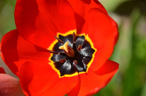 tulipa, flor, florir, vermell, primavera, jardí, naturalesa, flora, primer pla, flor de primavera, pistil, flors, liliaceae, liti tattle-tattle, signes de la primavera, jardí de flors, planta, floració primerenca, planta amb flors, bellesa a la natura, pètal, vulnerabilitat, fragilitat, cap de flor, frescor, inflorescència, creixement, pol·len, centrar-se en primer pla, dia, a l'aire lliure, cap gent, 4K, CC0, domini públic, lliure de regalies