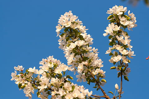 tree, , spring, blossom, blooming, natural, day, flower, flowers, seasonal, bright, bloom, springtime, gardening, season, flora, solar, garden, april, blue, growth, plant, beauty, outdoors, sky, background, fresh, branch, nature, abloom, freshness, flowering plant, fragility, vulnerability, beauty in nature, close-up, clear sky, white color, flower head, low angle view, no people, bunch of flowers, cherry blossom, flower arrangement, cherry tree, bouquet, 720P, CC0, public domain, royalty free