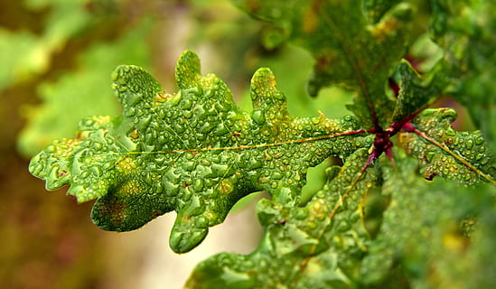 eikeblad, eik, motor, ung, høst, våt, vann, dryppe, morgen, dag, vokse, natur, eikeblader, anlegg, farge, nærbilde, liten, grønn farge, vekst, skjønnhet i naturen, blad, plante del, ingen folk, selektiv fokusering, mat, mat og Drikke, utendørs, fokusere på forgrunnen, friskhet, spise sunt, tre, miste, velvære, 5K, CC0, offentlig domene, opphavsrett gratis