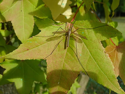 Moskito, Blatt, Ahorn, fallen, Insekt, Pflanzenteil, grüne Farbe, Nahansicht, keine Leute, Pflanze, Natur, wirbellos, Wachstum, Tag, Schönheit in der Natur, ein Tier, Blattvene, Tiere in freier Wildbahn, draußen, Fokus auf den Vordergrund, Tierwelt, Tier, Tierthemen, Blätter, 5K, CC0, gemeinfrei, lizenzfrei