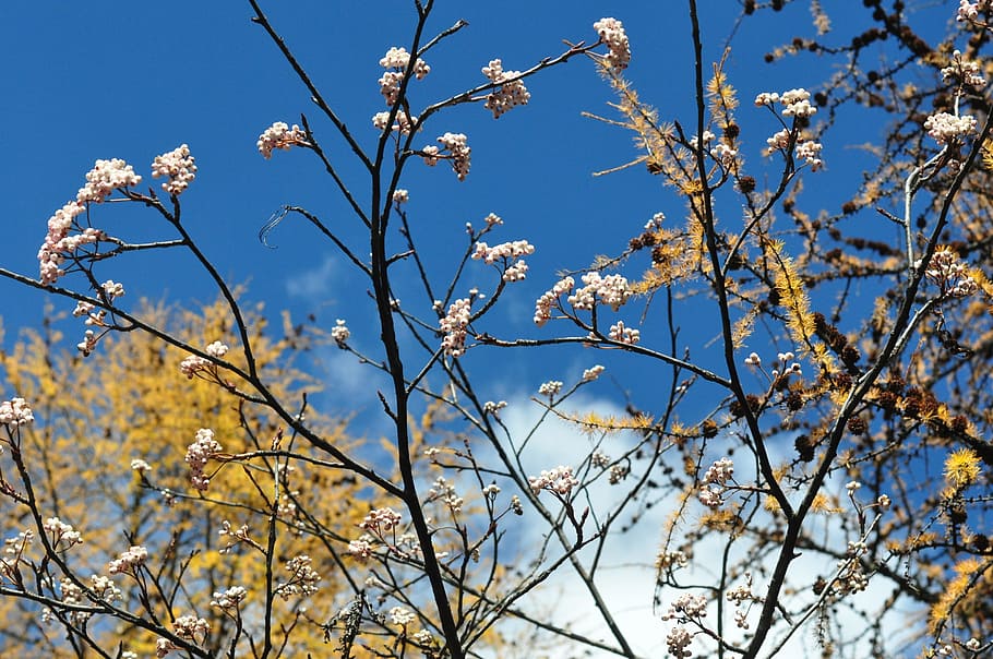 efterår, træer, grene, træ, plante, afdeling, lav vinkel visning, skønhed i naturen, himmel, blomst, vækst, natur, blomstrende plante, ingen mennesker, dag, blå, udendørs, skrøbelighed, sollys, fokus på forgrunden, friskhed, skyfri himmel, forår, kirsebær blomst, 2K