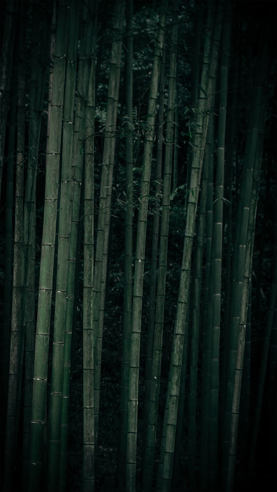 bambù verdi, bambù, nessuno, bambù - pianta, boschetto di bambù, pianta, albero, foresta, crescita, colore verde, natura, bellezza nella natura, avvicinamento, fotogramma intero, sfondi, terra, la tranquillità, giorno, all'aperto, modello, vignetta, 8K