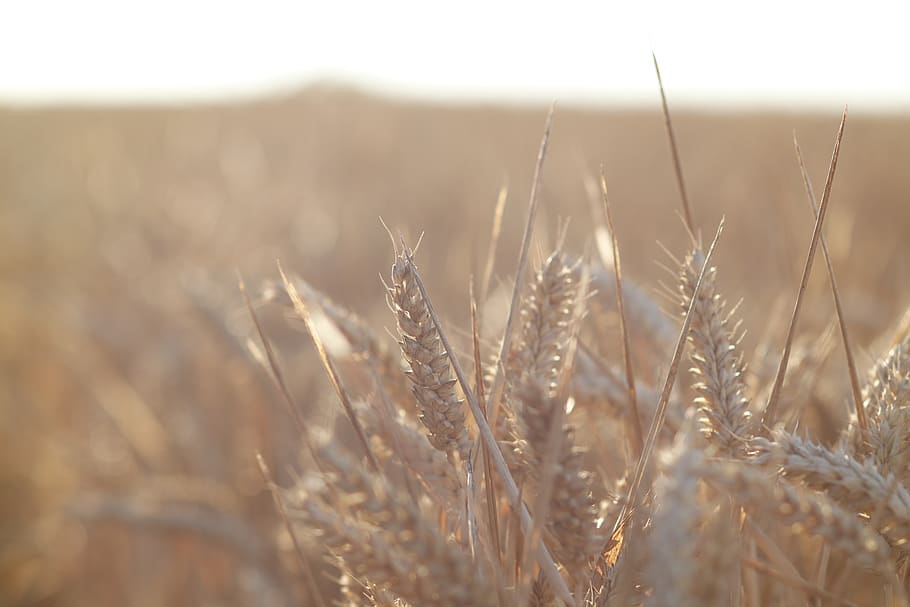 Mais, Weizen, Feld, Acre, ländlich, Landwirtschaft, Lebensmittel, Brot, Ernte, Ausbeute, Pflanze, Wachstum, Land, Landschaft, ländliche Szene, Natur, Ruhe, Schönheit in der Natur, selektiver Fokus, Tag, Getreidepflanze, Nahansicht, keine Leute, Bauernhof, Sonnenlicht, Umgebung, draußen, Stiel, 5K