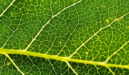 blad, structuur, blatt, boom, groen, natuur, vers, detailopname, macro, aderen, groene kleur, deel van de plant, fabriek, bladader, achtergronden, volledig kader, schoonheid in de natuur, geen mensen, buitenshuis, extreem dichtbij, plantkunde, natuurlijk patroon, versheid, kwetsbaarheid, breekbaarheid, patroon, Helder verlichte, getextureerd effect, 4K, CC0, publiek domein, royaltyvrij