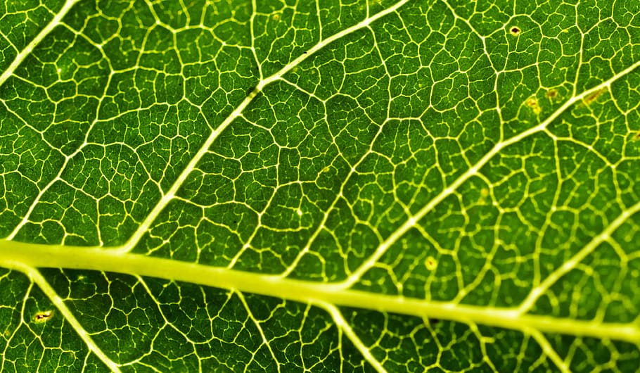 full, estructura, blatt, arbre, verd, naturalesa, fresc, primer pla, macro, venes, color verd, part de la planta, planta, vena de la fulla, fons, marc complet, bellesa a la natura, cap gent, a l'aire lliure, primer pla extrem, botànica, patró natural, frescor, vulnerabilitat, fragilitat, patró, lluminós, efecte texturat, 4K