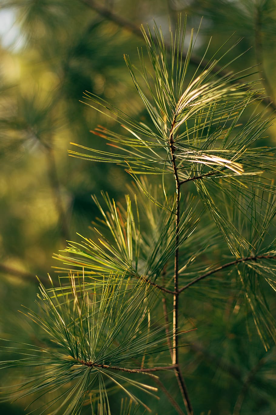 augalų, medis, spygliuočių, pušis, augmenija, krūmas, maumedis, eglės, abies, pobūdį, lauke, žemės, prieskonių, maisto, krapai, agavaceae, miškas, samanos, džiunglėse, augimą, sutelkti dėmesį į naujas žinias, Iš arti, žalia spalva, dieną, nėra žmonių, grožis gamtoje, ramybė, atrankinis dėmesys, pušies, spygliuočių medis, filialas, saulės šviesa, augalų dalis, lapai, adatos augalų dalis, kiaulpienės sėkla, 5K