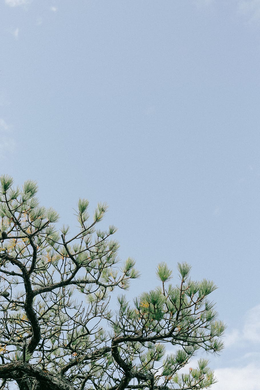 albero a foglie verdi, albero, pianta, pino, conifera, abies, abete, natura, verde, animale, naturale, cielo, cielo blu, pace, fresco, uccello, larice, aquila, volante, silhouette, asfalto, crescita, bellezza nella natura, Inquadratura dal basso, nessuno, giorno, la tranquillità, copia spazio, colore verde, cielo sereno, ramo, all'aperto, freschezza, fiore, scena tranquilla, luce del sole, avvicinamento, albero di conifere, 4K