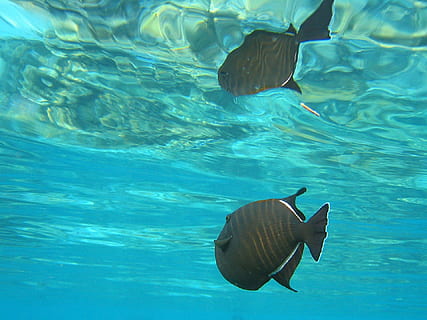 ikan, hitam, pelatuk, ikan pemicu, hewan, liar, alam, samudra, laut, biru, air, tema binatang, di bawah air, binatang di alam liar, satwa liar hewan, renang, di bawah laut, bertulang belakang, kehidupan laut, tidak ada orang, ikan pari, hari, kolam renang, berwarna pirus, ekosistem, 1080P, CC0, domain publik, bebas royalti