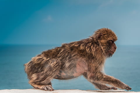mico marró, naturalesa, jijel, algeria, oceà, mar, aigua, animal, mico, pell, vida salvatge, viatjar, blau, salvatge, a l'aire lliure, verd, mamífer, un animal, vista lateral, cap gent, animals a la natura, fauna animal, marró, primat, longitud completa, dia, vertebrats, centrar-se en primer pla, vista del perfil, 4K, CC0, domini públic, lliure de regalies