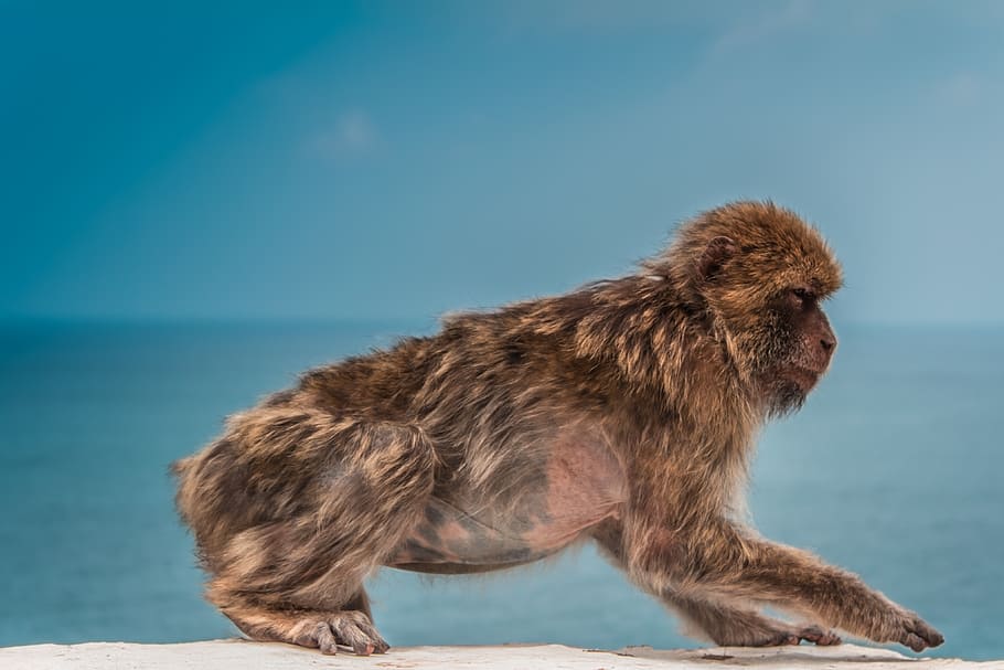 mico marró, naturalesa, jijel, algeria, oceà, mar, aigua, animal, mico, pell, vida salvatge, viatjar, blau, salvatge, a l'aire lliure, verd, mamífer, un animal, vista lateral, cap gent, animals a la natura, fauna animal, marró, primat, longitud completa, dia, vertebrats, centrar-se en primer pla, vista del perfil, 4K