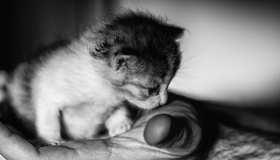 killing, lille bitte, nuttet, kat, kæledyr, feline, kitty, indenlandske, ung, dyr, yndig, sød, lille, hvid, sidder, baby, pels, fluffy, nyfødte, lodne, pattedyr, et dyr, husdyr, indenlandske kat, hvirveldyr, tæt på, hånd, indendørs, selektiv fokusering, menneskelig hånd, ungt dyr, dyr kropsdel, mennesker, lempelse, bakkenbart, finger, tabby, omsorg, 4K, CC0, offentligt domæne, royaltyfrie