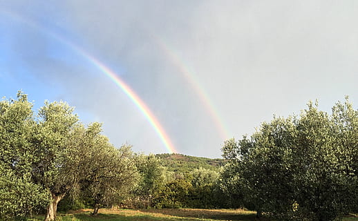 Griechenland, Rhodos, doppelt, Regenbogen, Olive, Bäume, Baum, Pflanze, Schönheit in der Natur, Szenen - Natur, ruhige Szene, keine Leute, Himmel, Ruhe, mehrfarbig, Natur, Tag, doppelter Regenbogen, idyllisch, grüne Farbe, Nicht-städtische Szene, wolke - himmel, Land, Flachwinkelansicht, 2K, CC0, gemeinfrei, lizenzfrei
