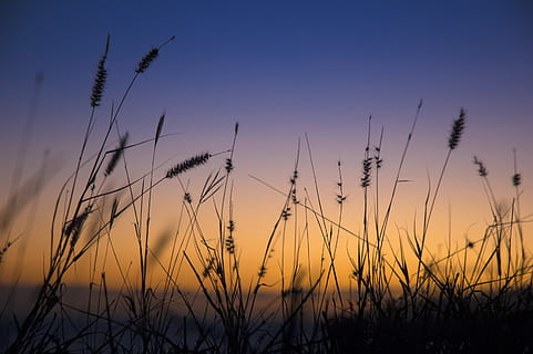 zonsondergang, hemel, landschap, natuur, licht, schemer, zee, romantisch, strand, horizon, wind, geestelijk, schoonheid in de natuur, kalmte, groei, fabriek, silhouet, rustige scène, scenics - natuur, geen mensen, landbouw, veld-, Oranje kleur, gewas, land-, landelijke scène, geel, idyllisch, buitenshuis, stengel, 2K, CC0, publiek domein, royaltyvrij