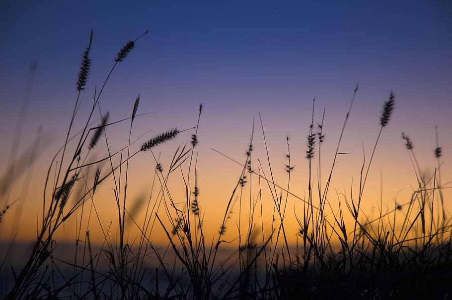 zonsondergang, hemel, landschap, natuur, licht, schemer, zee, romantisch, strand, horizon, wind, geestelijk, schoonheid in de natuur, kalmte, groei, fabriek, silhouet, rustige scène, scenics - natuur, geen mensen, landbouw, veld-, Oranje kleur, gewas, land-, landelijke scène, geel, idyllisch, buitenshuis, stengel, 2K