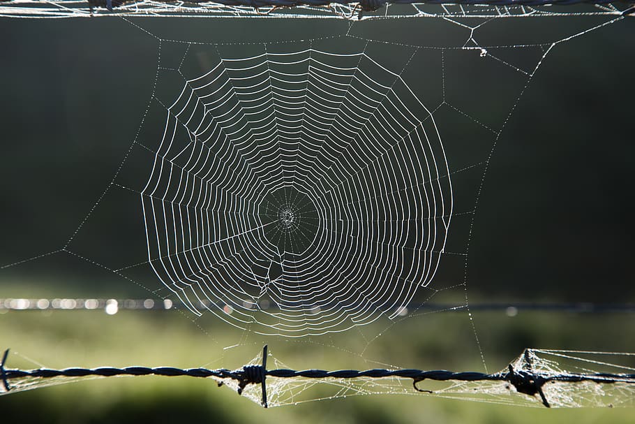 Austràlia, teranyina, fragilitat, vulnerabilitat, temes d'animals, primer pla, centrar-se en primer pla, animal, aranya, cap gent, aràcnids, invertebrat, naturalesa, artròpode, insecte, animals a la natura, bellesa a la natura, patró natural, un animal, fauna animal, patró, a l'aire lliure, complexitat, web, concèntric, 5K