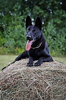 Pastore tedesco, cane, pagliaio, camminare, un animale, temi animali, animali domestici, mammifero, animale, vertebrato, domestico, canino, pianta, colore nero, giorno, natura, ritratto, espressione facciale, guardando la fotocamera, nessuno, rilassamento, terra, all'aperto, bocca aperta, bastone - parte vegetale, testa di animale, 5K, CC0, dominio pubblico, privo di copyright