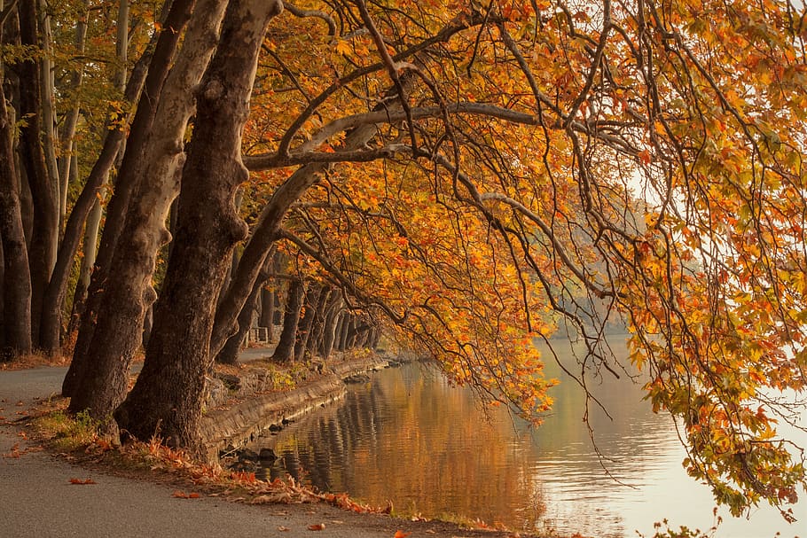 stromy, jezero, podzim, Příroda, krajina, řeka, odraz, les, mraky, strom, nebe, vod, divočina, hory, letní, scénický, ekologie, panoráma, uklidnit, venku, odrazy, idylický, změna, rostlina, krása v přírodě, voda, klid, oranžová barva, nikdo, přistát, scenics - příroda, kmen stromu, kufr, větev, den, klidné scény, podzimní kolekce, treelined, 5K