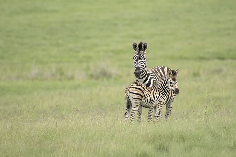 Due, zebre, circondato, erba, animale, temi animali, fauna selvatica, mammifero, animali allo stato selvatico, zebra, gruppo di animali, campo, vertebrato, a strisce, safari, pianta, terra, due animali, nessuno, natura, giorno, giovane animale, all'aperto, famiglia di animali, erbivoro, 4K