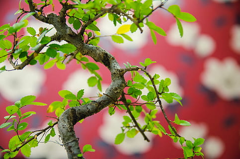 arbre, full, planta, tronc de l'arbre, flor, interior, fulles, bonsai, verd, fons de pantalla, vermell, forma, flors, animal, ocell, pol·len, roure, venes, Gaig blau, jay, part de la planta, branca, naturalesa, cap gent, creixement, dia, a l'aire lliure, bellesa a la natura, color verd, enfocament selectiu, un animal, temes d'animals, primer pla, fauna animal, centrar-se en primer pla, menjar i beguda, 4K, CC0, domini públic, lliure de regalies
