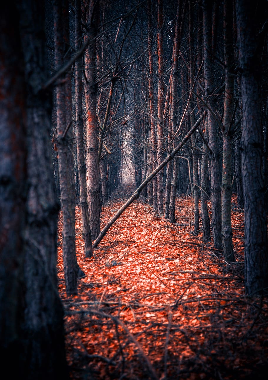 albero, foresta, fogliame, umore, atmosfera, foreste, in autunno, mistico, alberi, il sentiero, romantico, Magia, scenario, racconto, colore, cupo, favolosamente, vista, natura, arbusti, distanziatore, misterioso, pino, rifiuti, autunno, tronco d'albero, tronco, pianta, modificare, nessuno, la strada davanti, terra, la tranquillità, bosco, direzione, foglia, giorno, ramo, parte vegetale, all'aperto, sentiero, le foglie, collezione autunnale, 4K