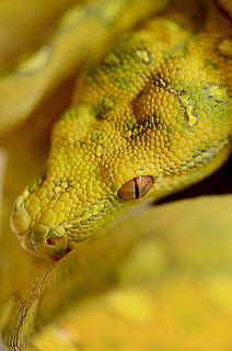 serpente, rettile, pitone albero verde, verde, pitone, animale, un animale, temi animali, fauna selvatica, animali allo stato selvatico, avvicinamento, parte del corpo animale, nessuno, giallo, vertebrato, testa di animale, scala animale, natura, colore verde, occhio, all'aperto, giorno, comunicazione, occhio animale, velenoso, foresta pluviale, 4K, CC0, dominio pubblico, privo di copyright