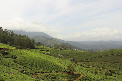 India, munnar, scenics - natura, paesaggio, montagna, nuvola - cielo, scena tranquilla, cielo, agricoltura, bellezza nella natura, ambiente, la tranquillità, terra, scena rurale, colore verde, crescita, campo, pianta, raccolto, natura, giorno, azienda agricola, nessuno, coltura del tè, catena montuosa, all'aperto, piantagione, 5K, CC0, dominio pubblico, privo di copyright