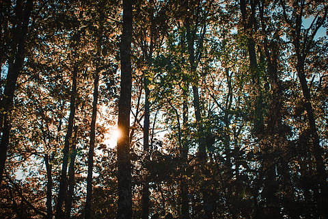 lumina soarelui prin copaci, ușoară, semnal luminos, lumina soarelui, copac, plantă, pădure, copaci, cădea, toamnă, soare, maieu, haine, îmbrăcăminte, abies, brad, trunchi de copac, lemn rosu, molid, conifer, floare, liniște, teren, frumusețe în natură, creştere, vedere unghiulară joasă, nici o persoana, o scenă liniștită, natură, trompă, zi, scenice - natura, cer, scenă non-urbană, în aer liber, Schimbare, Streaming, copac copac, 5K, CC0, domeniu public, fără drepturi de autor