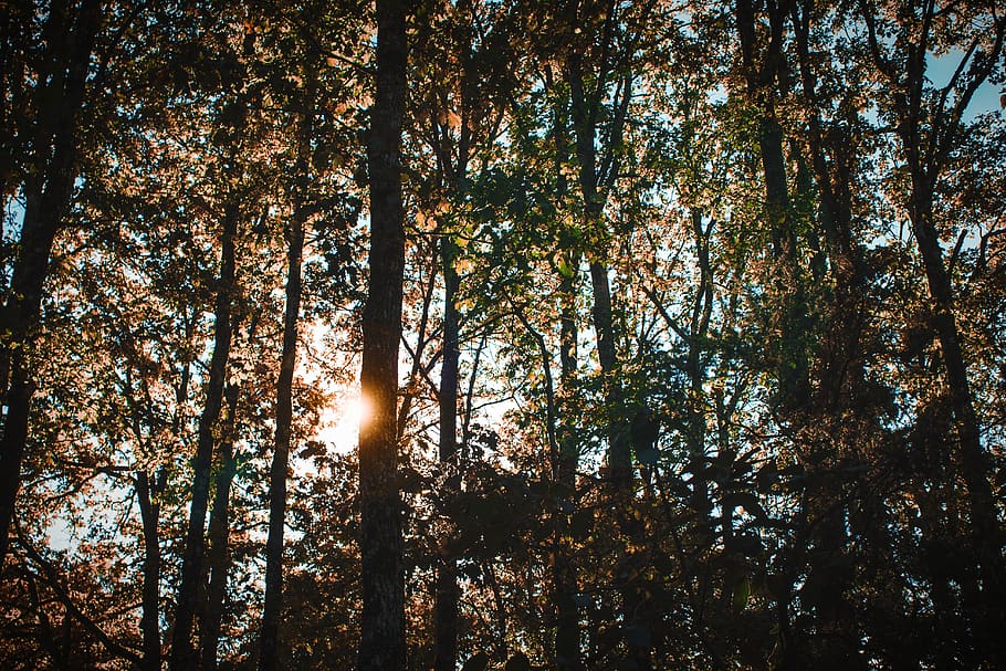 la llum solar a través dels arbres, llum, flamarada, llum solar, arbre, planta, bosc, arbres, caure, tardor, sol, samarreta, roba, abies, avet, tronc de l'arbre, sequoia, picea, conífera, flor, tranquil·litat, terra, bellesa a la natura, creixement, vista d’angle baix, cap gent, escena tranquil·la, naturalesa, tronc, dia, escenics - natura, cel, escena no urbana, a l'aire lliure, canvi, streaming, copa de l'arbre, arbre de coníferes, 5K