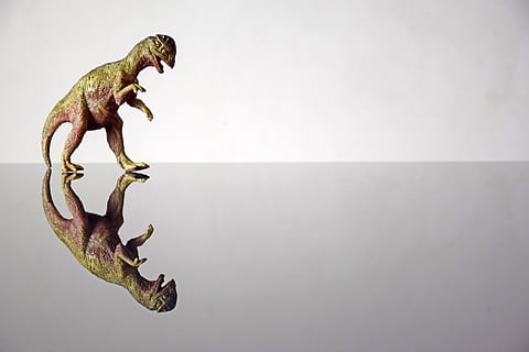 Dinosaurier, Attrappe, Lehrmodell, Simulation, Hintergrund, Reflexion, kreativ, Design, Platz, Schreibtisch, Tabelle, Dekoration, Kunst, dekorativ, Ornament, Zierpflanzen, künstlerisch, Dekor, Stil, Tier, kopieren sie platz, Tierthemen, drinnen, keine Leute, Tierdarstellung, ausgestorben, Reptil, ein Tier, Studioaufnahme, Seitenansicht, Tierwelt, in voller Länge, Darstellung, weißer Hintergrund, Eidechse, einzelnes Objekt, Chamäleon, Warnschild, Mund offen, 5K, CC0, gemeinfrei, lizenzfrei
