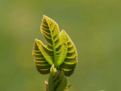 Feigenbaum, Blatt, Grün, grüne Farbe, Nahansicht, Schönheit in der Natur, Fokus auf den Vordergrund, Pflanze, keine Leute, Wachstum, Natur, Pflanzenteil, Tag, Muster, draußen, Farn, selektiver Fokus, Verletzlichkeit, farbiger Hintergrund, Zerbrechlichkeit, Spiral-, Ruhe, 4K, CC0, gemeinfrei, lizenzfrei