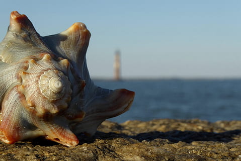 shell, maják, moře, vln, oceán, spirála, pláž, skály, vzdálenost, horizont, opuštěný, voda, zvíře, jednoho zvířete, zvířat, pevný, Příroda, zaměřit se na popředí, detail, nikdo, Skála, zvířata ve volné přírodě, nebe, rock - objekt, den, horizont nad vodou, námořní, 4K, CC0, veřejná doména, bez autorských práv