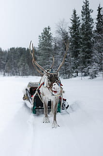 moose, pulling, snow sled, winter, snow, cold temperature, animal, animal themes, mammal, one animal, domestic animals, tree, land, nature, vertebrate, field, pets, deer, domestic, no people, day, white color, herbivorous, 4K, CC0, public domain, royalty free