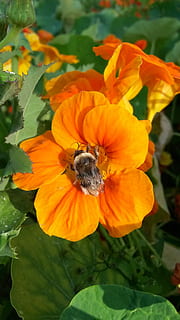 bunga, Bourdon, lebah, taman, serangga, musim semi, bunga-bunga, penyerbukan, bombus, tanaman berbunga, kepala bunga, kerapuhan, keindahan di alam, menanam, daun bunga, kerentanan, kesegaran, pertumbuhan, hal berkembang, satu binatang, merapatkan, tema binatang, binatang di alam liar, invertebrata, hewan, satwa liar hewan, tidak ada orang, di luar rumah, kumbang, serbuk sari, 2K, CC0, domain publik, bebas royalti