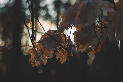 plantes de fulles marrons, planta, full, arbre, venes, fulla d'auró, maple, flamarada, llum, llum solar, mala herba, brie, menjar, barana, diners, moneda, flor, gerani, gota, part de la planta, naturalesa, centrar-se en primer pla, tardor, branca, cap gent, primer pla, dia, canvi, tranquil·litat, creixement, a l'aire lliure, bellesa a la natura, enfocament selectiu, bosc, fulles, terra, sec, arbre de coníferes, 4K, CC0, domini públic, lliure de regalies