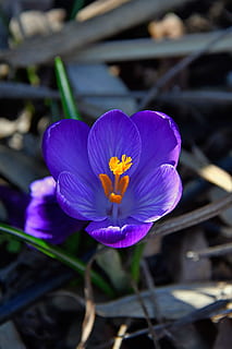 croccus, çiçek, bahar, Çiçek açmak, mor, Çiçekler, bitki örtüsü, renk, mavi, doğa, at çiçek, Bahçe, güzel, yaprakları, çiçekli bitki, bitki, tazelik, Güvenlik açığı, taçyaprağı, kırılganlık, doğada güzellik, büyüme, kapatmak, çiçeklenme, çiçek kafa, ön plana odaklanmak, çiğdem, iris, polen, gün, insansız, 5K, CC0, kamu malı, telif ücretsiz