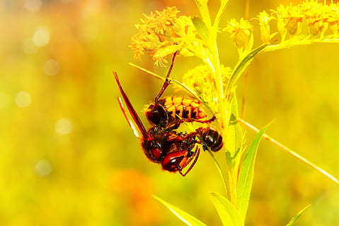 lebah, bertengger, menanam, invertebrata, hewan, tabuhan, andrena, serangga, tawon, lebah madu, serbuk sari, foto, fotografi, arakhnida, laba-laba, apidae, semut, laba-laba kebun, mekar, bunga, asteraceae, tema binatang, satwa liar hewan, binatang di alam liar, merapatkan, tanaman berbunga, keindahan di alam, fokus pada latar depan, satu binatang, alam, kuning, tidak ada orang, kesegaran, kerapuhan, fokus selektif, penyerbukan, di luar rumah, kepala bunga, 4K, CC0, domain publik, bebas royalti