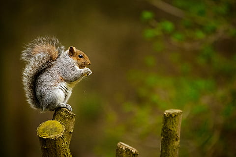 Eichhörnchen, Baumstamm, Tier, Nagetier, Säugetier, norfolk, Großbritannien, Baum, Sitzung, saß, thront, Fütterung, Ast, draußen, Natur, Schwanz, Gesicht, Pelz, süß, Pflanze, Gras, Tierthemen, Tierwelt, ein Tier, Tiere in freier Wildbahn, keine Leute, Wirbeltier, Streifenhörnchen, Fokus auf den Vordergrund, Nahansicht, Land, Tag, Wald, in voller Länge, Holz - Material, Profilansicht, 2K, CC0, gemeinfrei, lizenzfrei