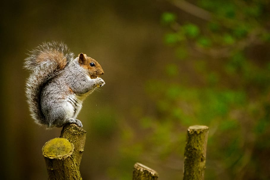 egern, træstamme, dyr, gnaver, pattedyr, Norfolk, Det Forenede Kongerige, træ, sidder, sat, perched, fodring, afdeling, udendørs, natur, hale, ansigt, pels, nuttet, plante, græs, dyre temaer, dyreliv, et dyr, dyr i naturen, ingen mennesker, hvirveldyr, jordegern, fokus på forgrunden, tæt på, jord, dag, Skov, fuld længde, træ - materiale, profilvisning, 2K