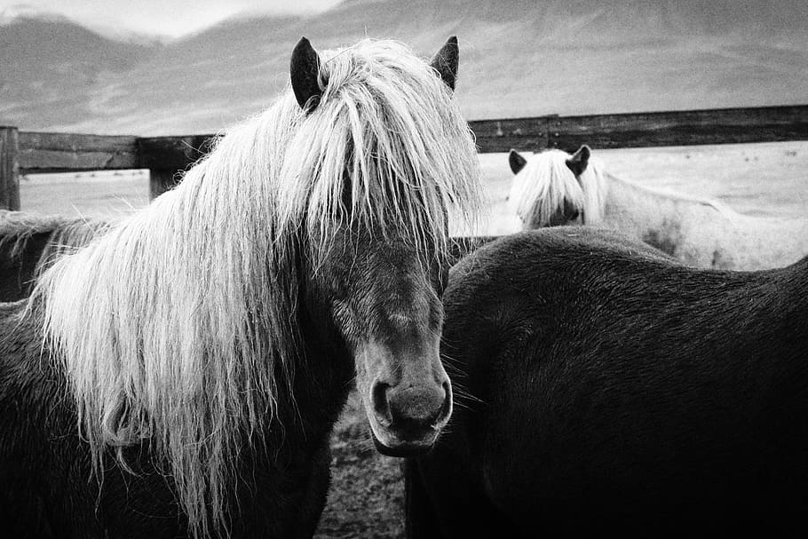 tres cavalls, mamífer, animal, cavall, temes d'animals, bestiar, animals domèstics, fauna animal, vertebrats, mascotes, nacional, grup d’animals, crinera, herbívors, pèl d’animals, dia, animal de treball, dos animals, cap gent, naturalesa, cap d’animals, a l'aire lliure, poni, ranxo, 5K