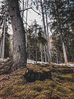 zelený listnatý strom, strom, rostlina, kmen stromu, rabín, sp86, Itálie, jedle, abies, přízemní, jehličnatý strom, venku, budova, bydlení, Dům, Redwood, Příroda, bříza, holandský, zvíře, býk, kufr, les, přistát, klid, růst, krása v přírodě, nikdo, den, scenics - příroda, klidné scény, mimoměstské scény, životní prostředí, nebe, krajina, kůra, 4K, CC0, veřejná doména, bez autorských práv