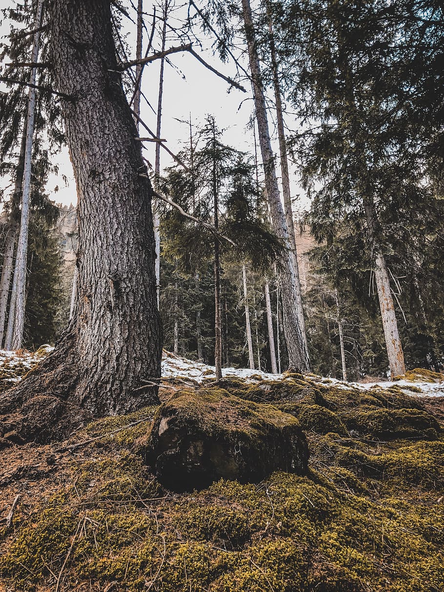 zelený listnatý strom, strom, rostlina, kmen stromu, rabín, sp86, Itálie, jedle, abies, přízemní, jehličnatý strom, venku, budova, bydlení, Dům, Redwood, Příroda, bříza, holandský, zvíře, býk, kufr, les, přistát, klid, růst, krása v přírodě, nikdo, den, scenics - příroda, klidné scény, mimoměstské scény, životní prostředí, nebe, krajina, kůra, 4K