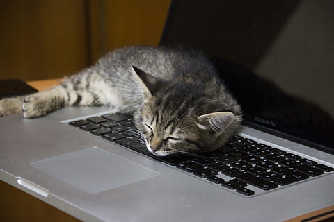 ordinateur, électronique, pc, Matériel, matériel informatique, portable, clavier, clavier d'ordinateur, animal, chat, animal de compagnie, mammifère, modem, Souris, chaton, meubles, bureau, table, disque dur, disque, animaux domestiques, national, thèmes animaux, chat domestique, La technologie, un animal, félin, à l'intérieur, Technologie sans fil, relaxation, lien, personne, moustache, 4K, CC0, domaine public, libre de droits