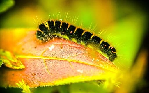 makro, natur, mikrokosmos, biller, blad, plante del, tæt på, dyr, dyre temaer, et dyr, larve, selektiv fokusering, plante, dyreliv, grøn farve, ingen mennesker, insekt, hvirvelløse, dyr i naturen, skønhed i naturen, ekstrem nærbillede, udendørs, dag, lave om, regnskov, 5K, CC0, offentligt domæne, royaltyfrie